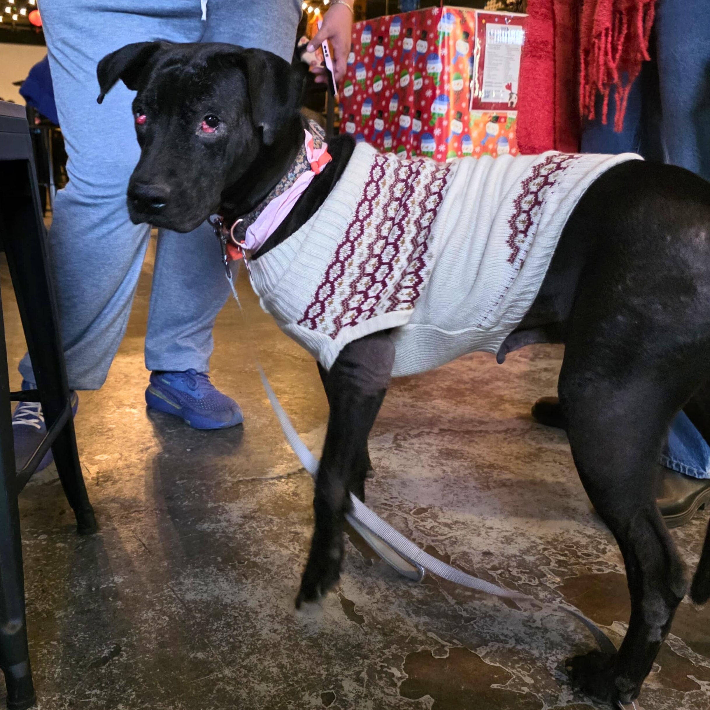 Sisu, a Adoptable mixed breed in Baldwin, MD image 5/5