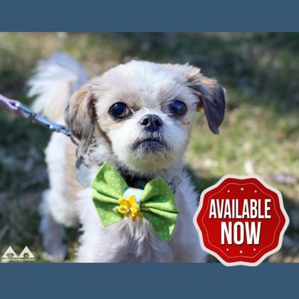 Enlarge Gizmo, a Adoptable Shih Tzu in Lowell, MA image 1/2