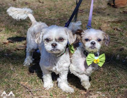 Enlarge Gizmo, a Adoptable Shih Tzu in Lowell, MA image 2/2