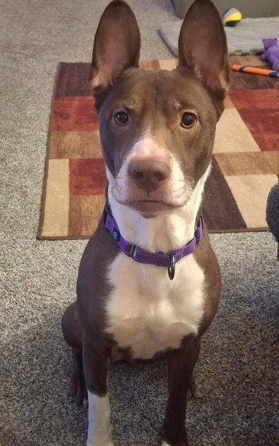 Enlarge Dakota, a Adoptable Bull Terrier in Bay City, MI image 1/3