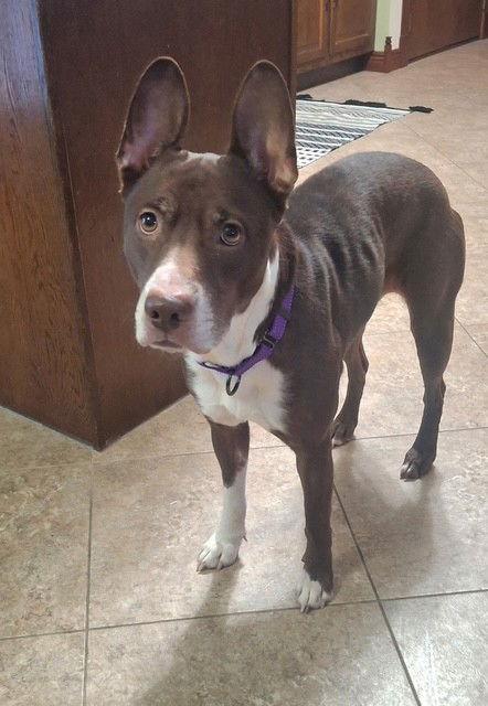 Enlarge Dakota, a Adoptable Bull Terrier in Bay City, MI image 2/3