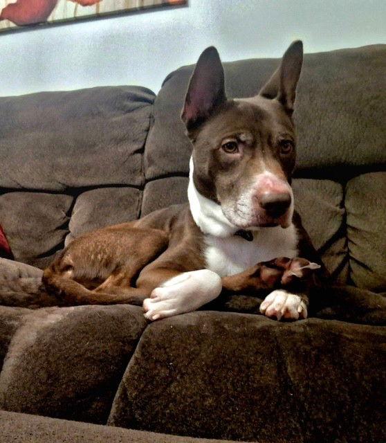 Enlarge Dakota, a Adoptable Bull Terrier in Bay City, MI image 3/3