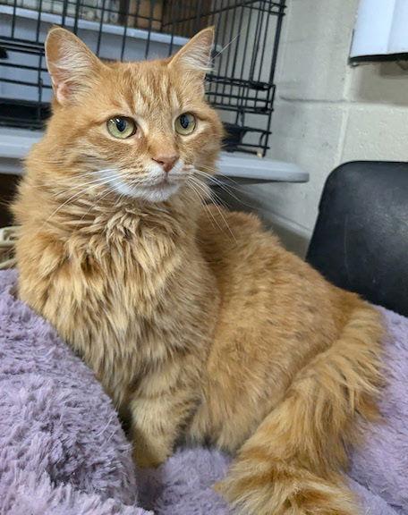 Enlarge Sunshine, a Adopted Domestic Medium Hair in Albemarle, NC image 1/3