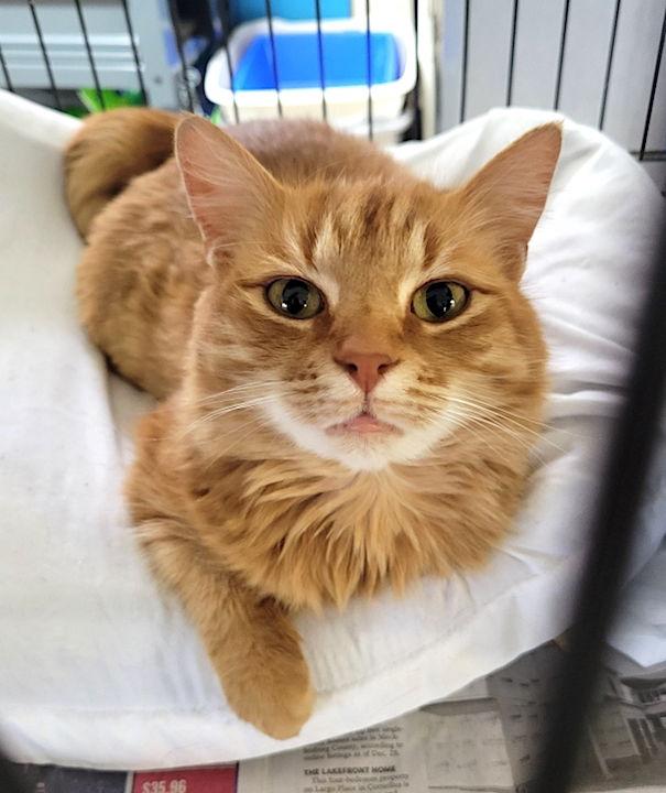 Enlarge Sunshine, a Adopted Domestic Medium Hair in Albemarle, NC image 2/3