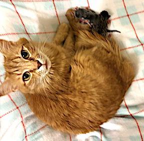 Enlarge Sunshine, a Adopted Domestic Medium Hair in Albemarle, NC image 3/3