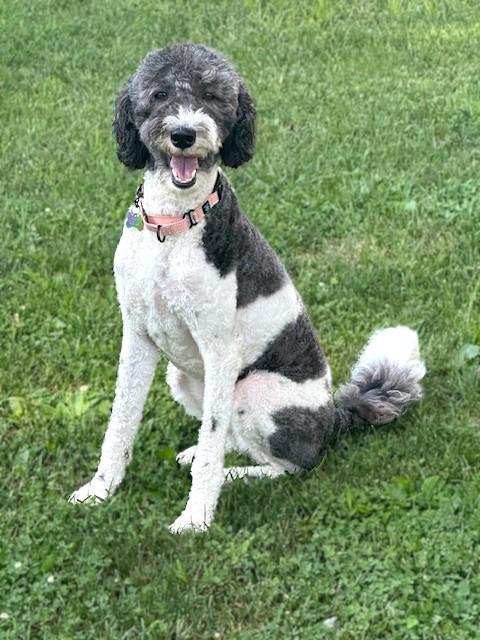 Mazy, an adoptable Sheepadoodle in Bridgeton, MO, 63044 | Photo Image 1