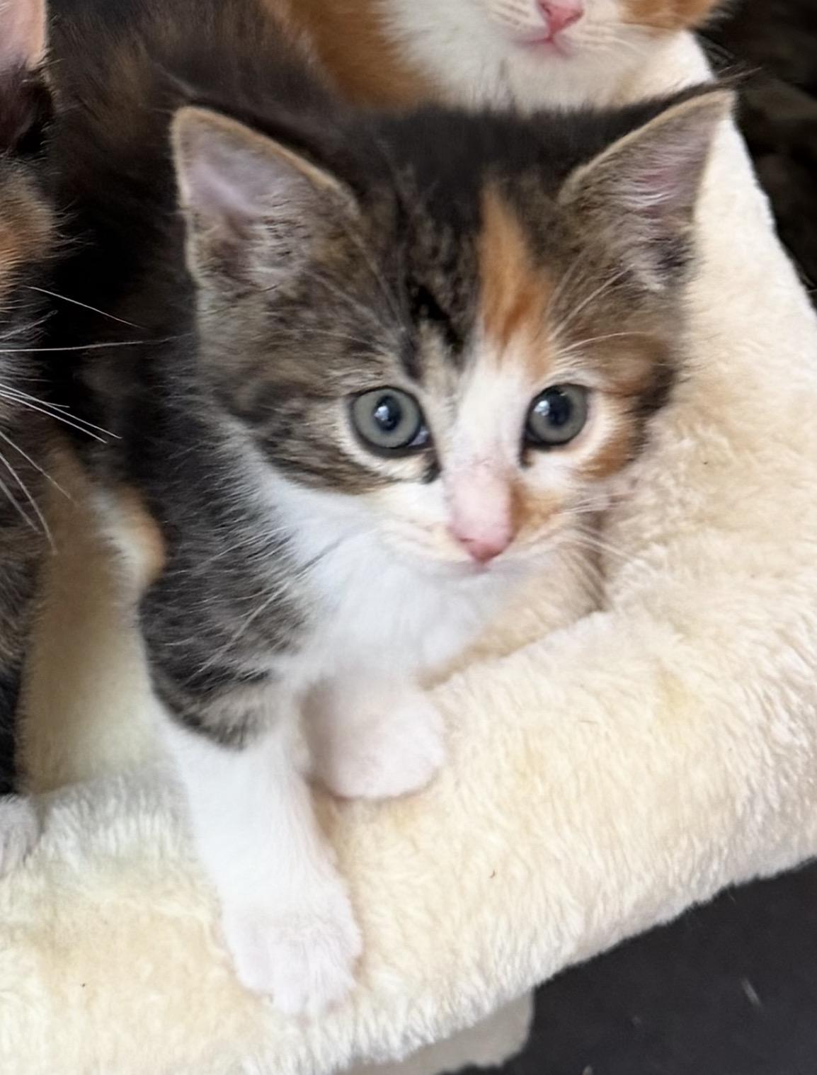 Dilly, Adoptable, Kitten Female Domestic Short Hair.