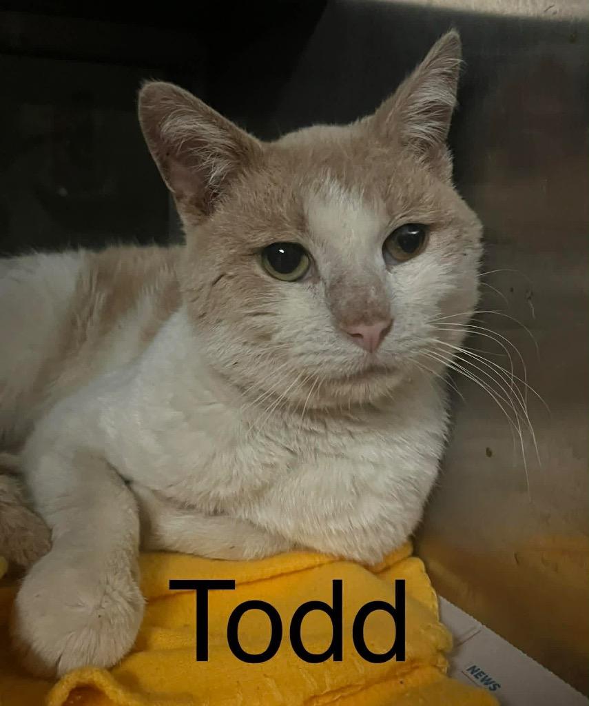 TODD, Adoptable, Adult Male Domestic Short Hair.
