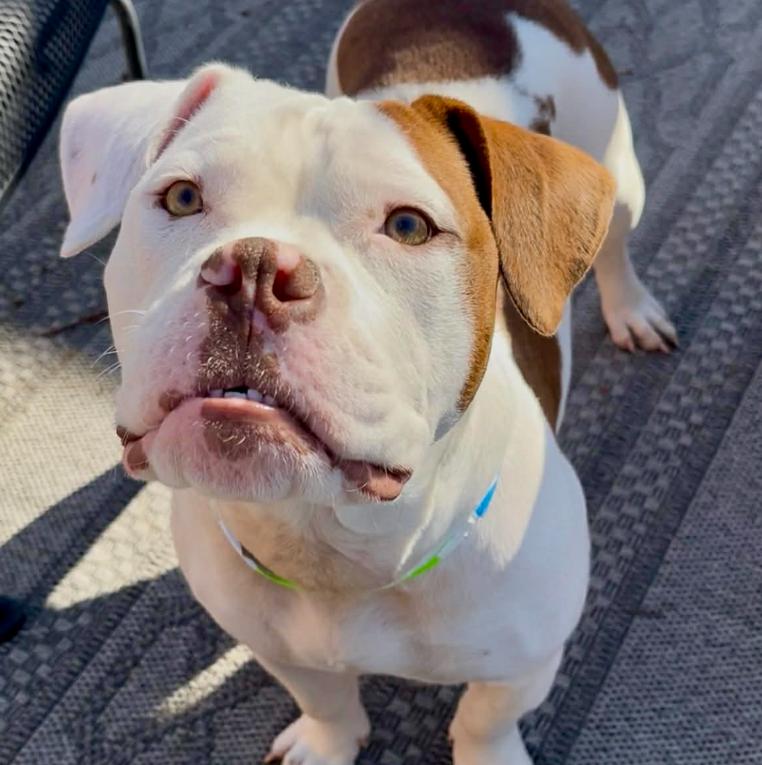 Dibs, adopted, Young Male Pit Bull Terrier & Mixed Breed.