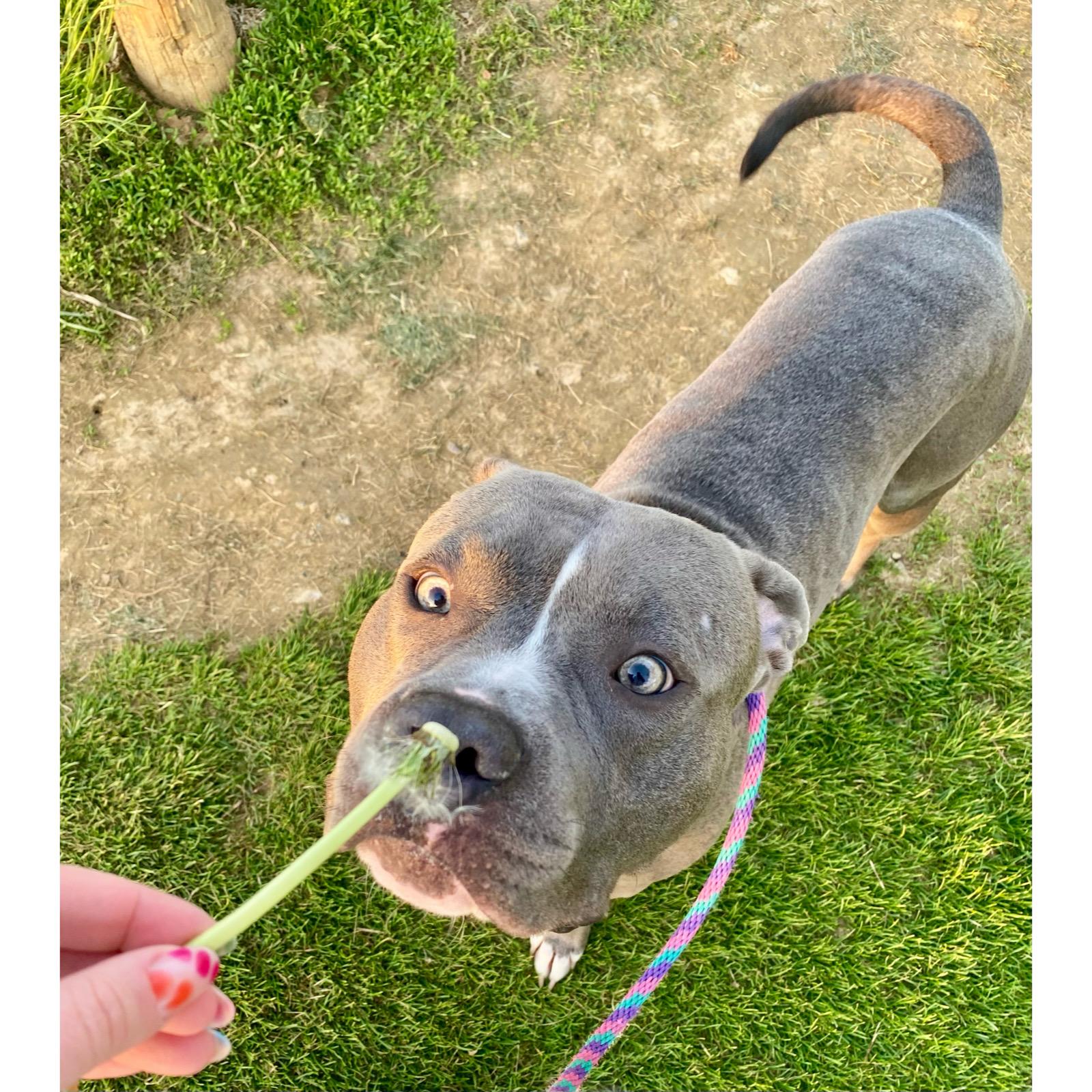 Gomer, a ADOPTABLE mixed breed in Mechanicsburg, PA image 4/6