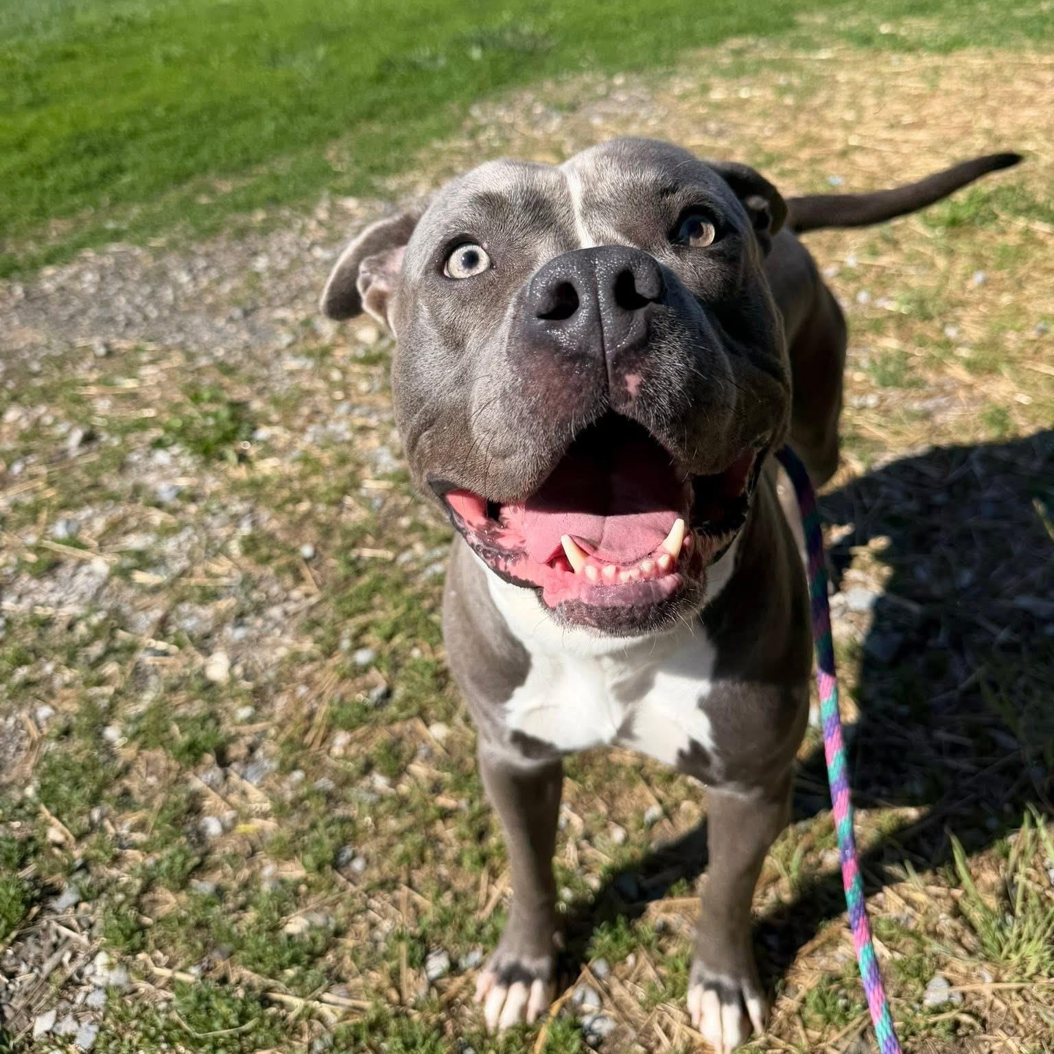 Gomer, a ADOPTABLE mixed breed in Mechanicsburg, PA image 6/6