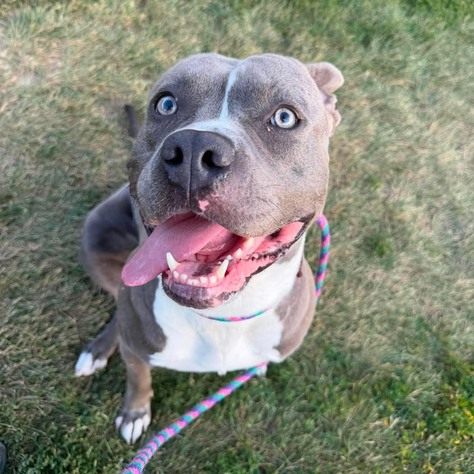 Gomer, a ADOPTABLE mixed breed in Mechanicsburg, PA image 1/6