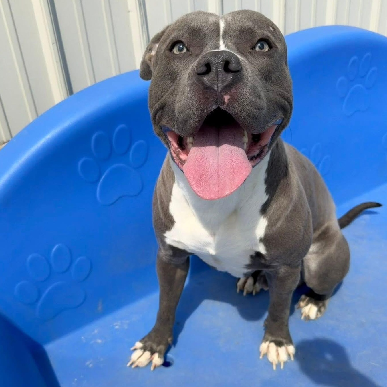 Gomer, a ADOPTABLE mixed breed in Mechanicsburg, PA image 5/6