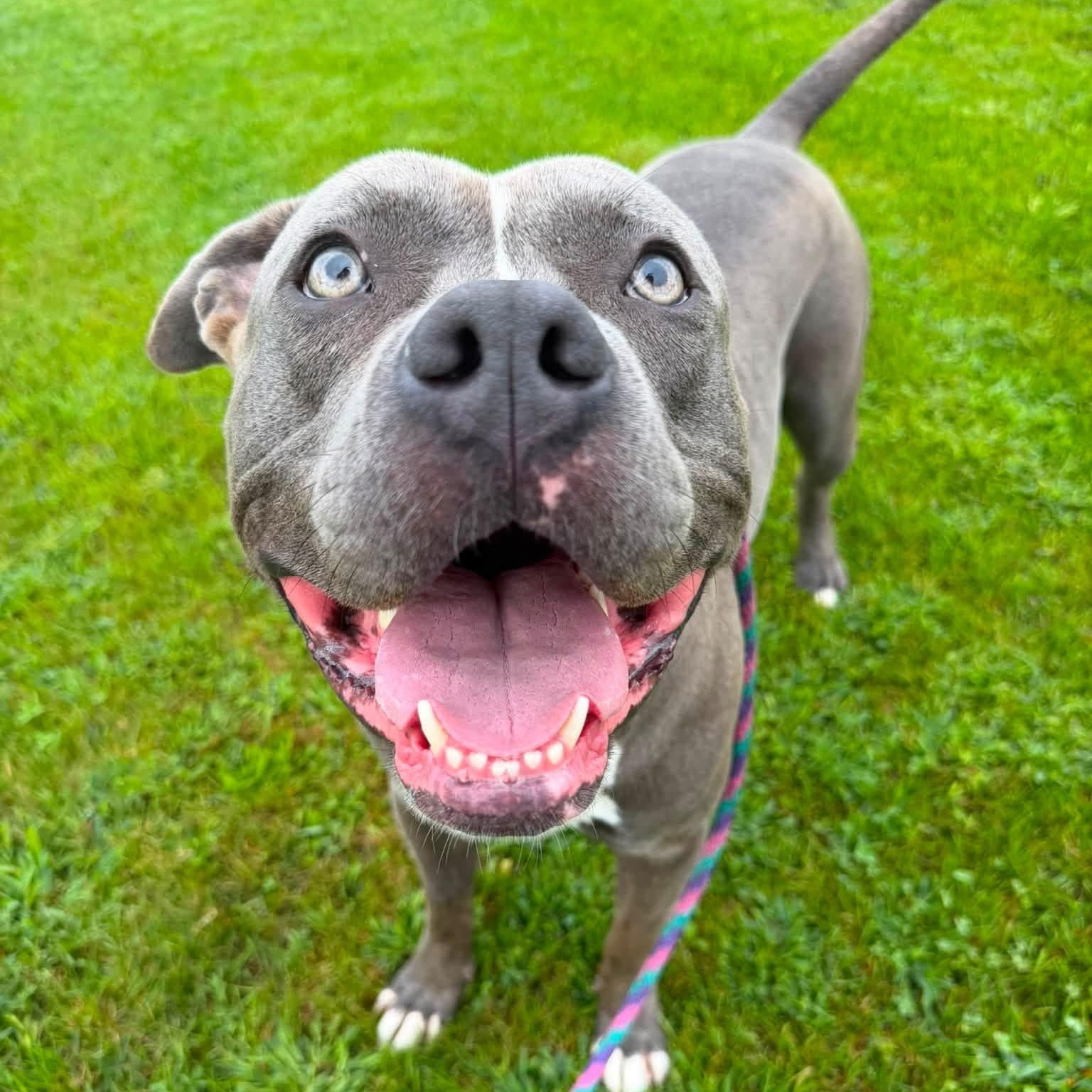 Gomer, a ADOPTABLE mixed breed in Mechanicsburg, PA image 3/6
