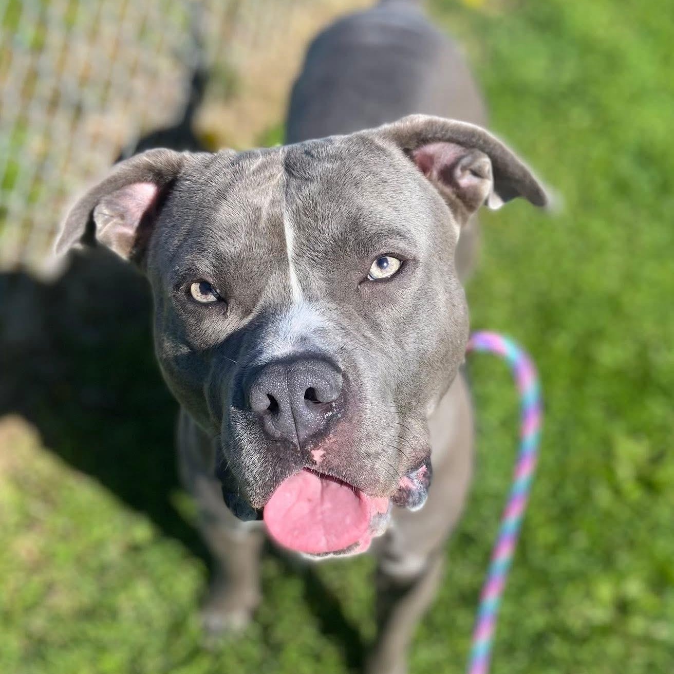 Gomer, a ADOPTABLE mixed breed in Mechanicsburg, PA image 2/6