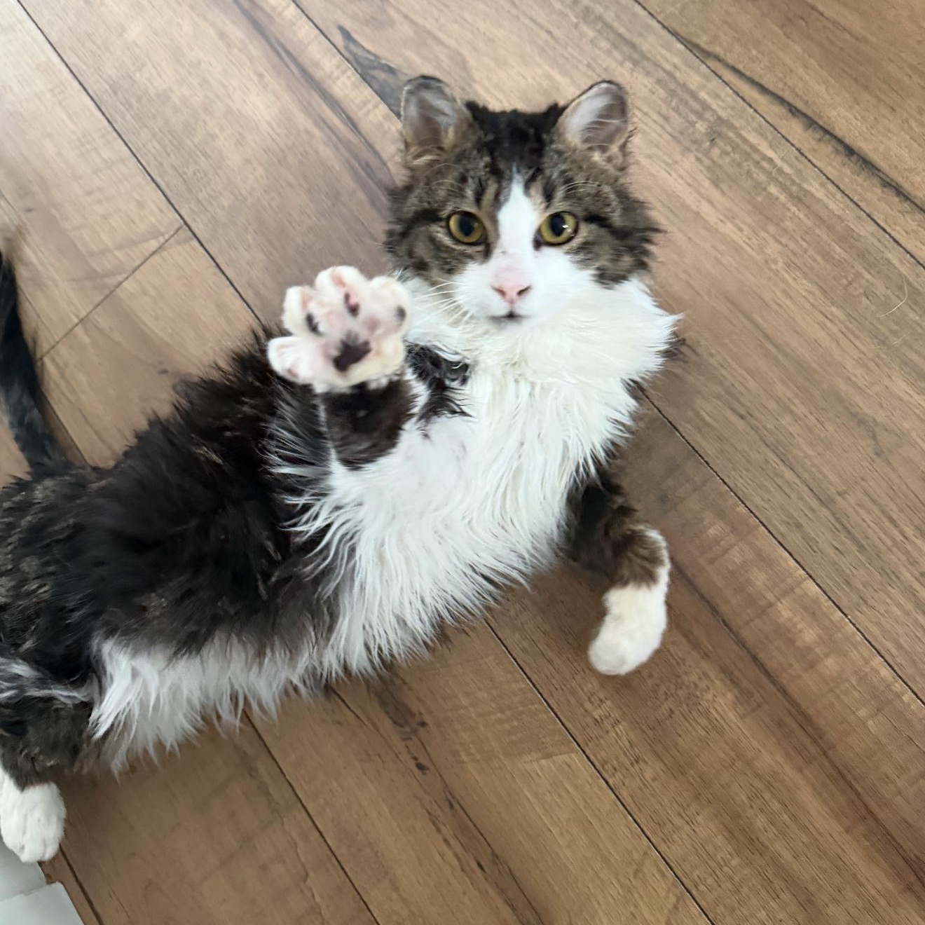 Mugpi, adopted, Young Male Domestic Medium Hair.