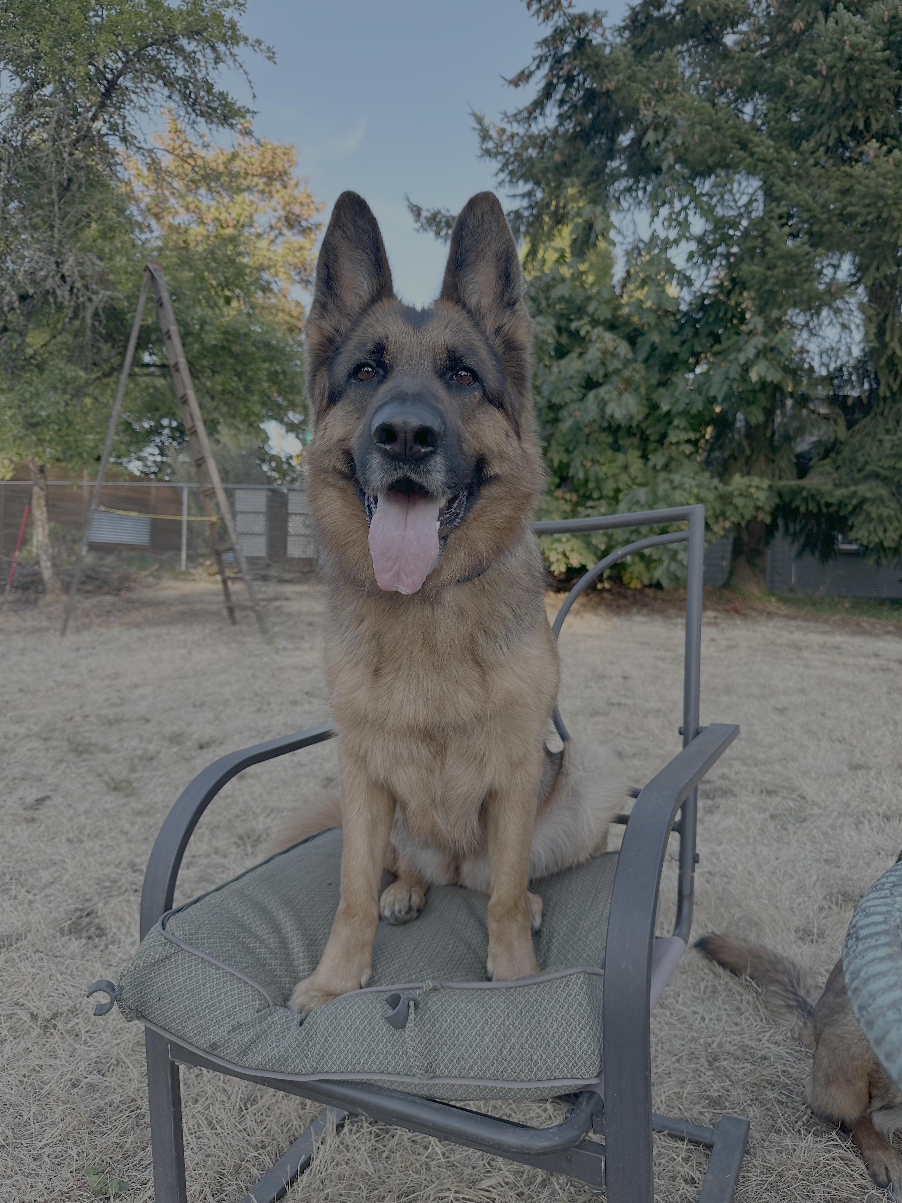 Sokah, Adopted, Adult Female German Shepherd Dog.