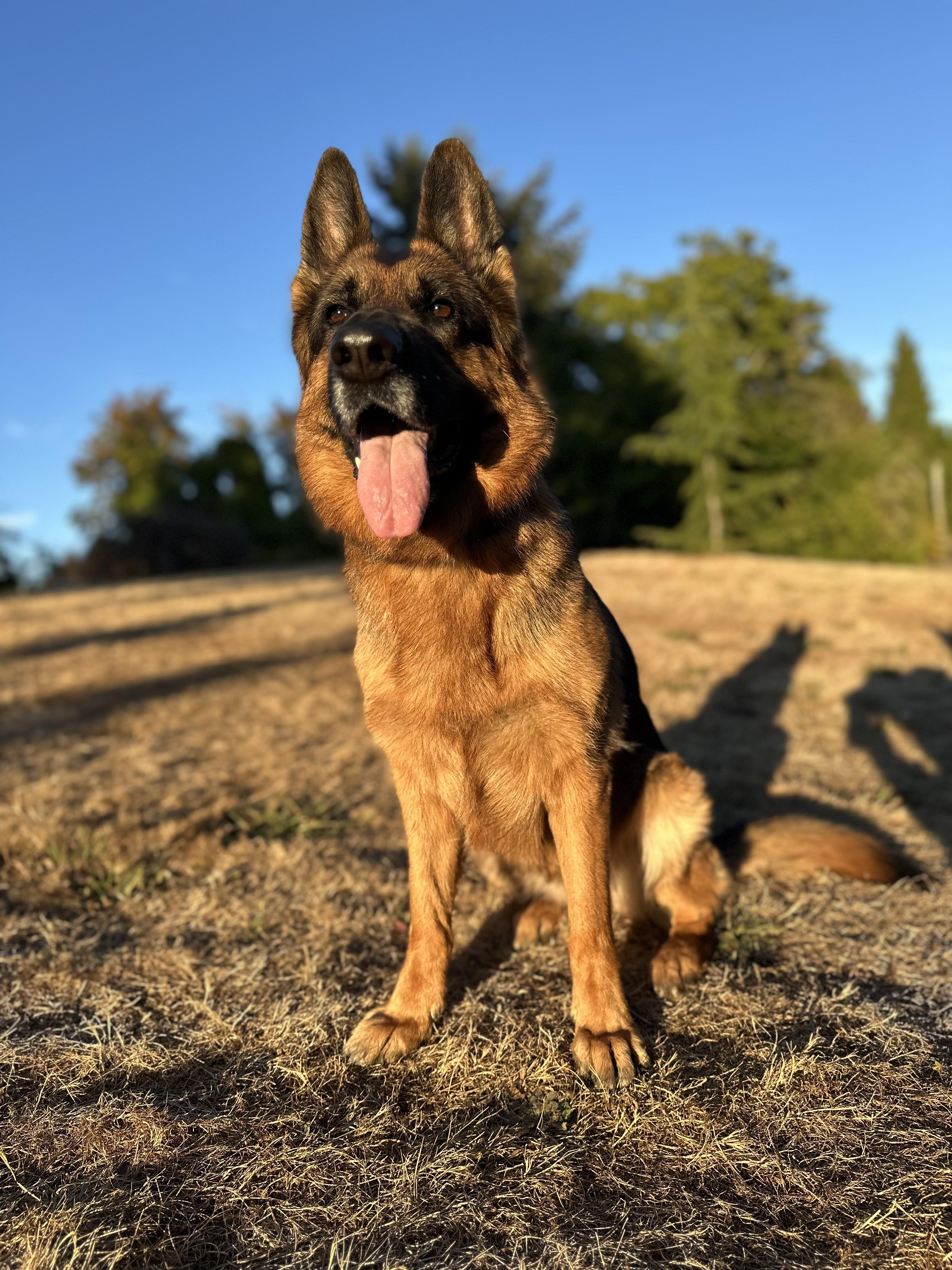 Enlarge Sokah, a Adopted German Shepherd Dog in Vancouver, WA image 2/6