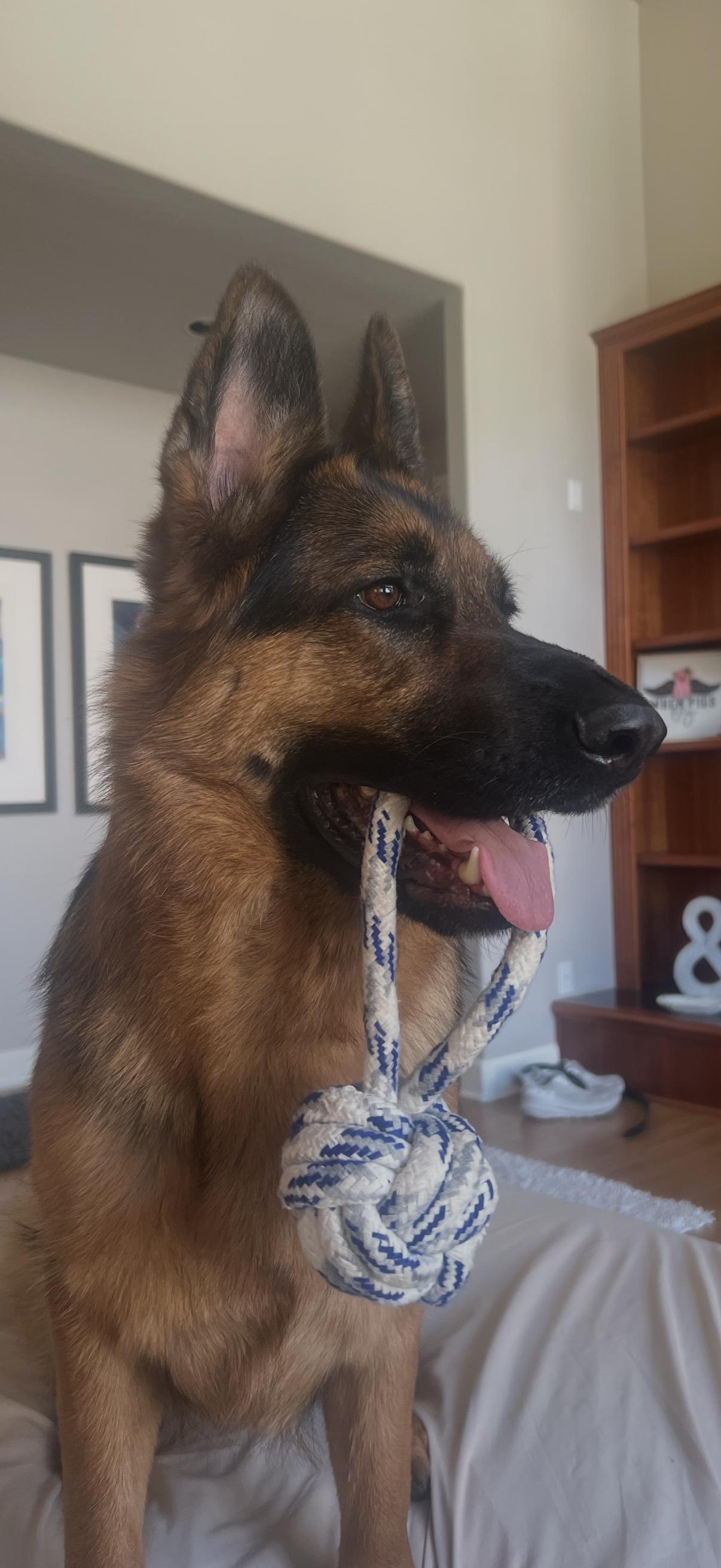 Enlarge Sokah, a Adopted German Shepherd Dog in Vancouver, WA image 3/6
