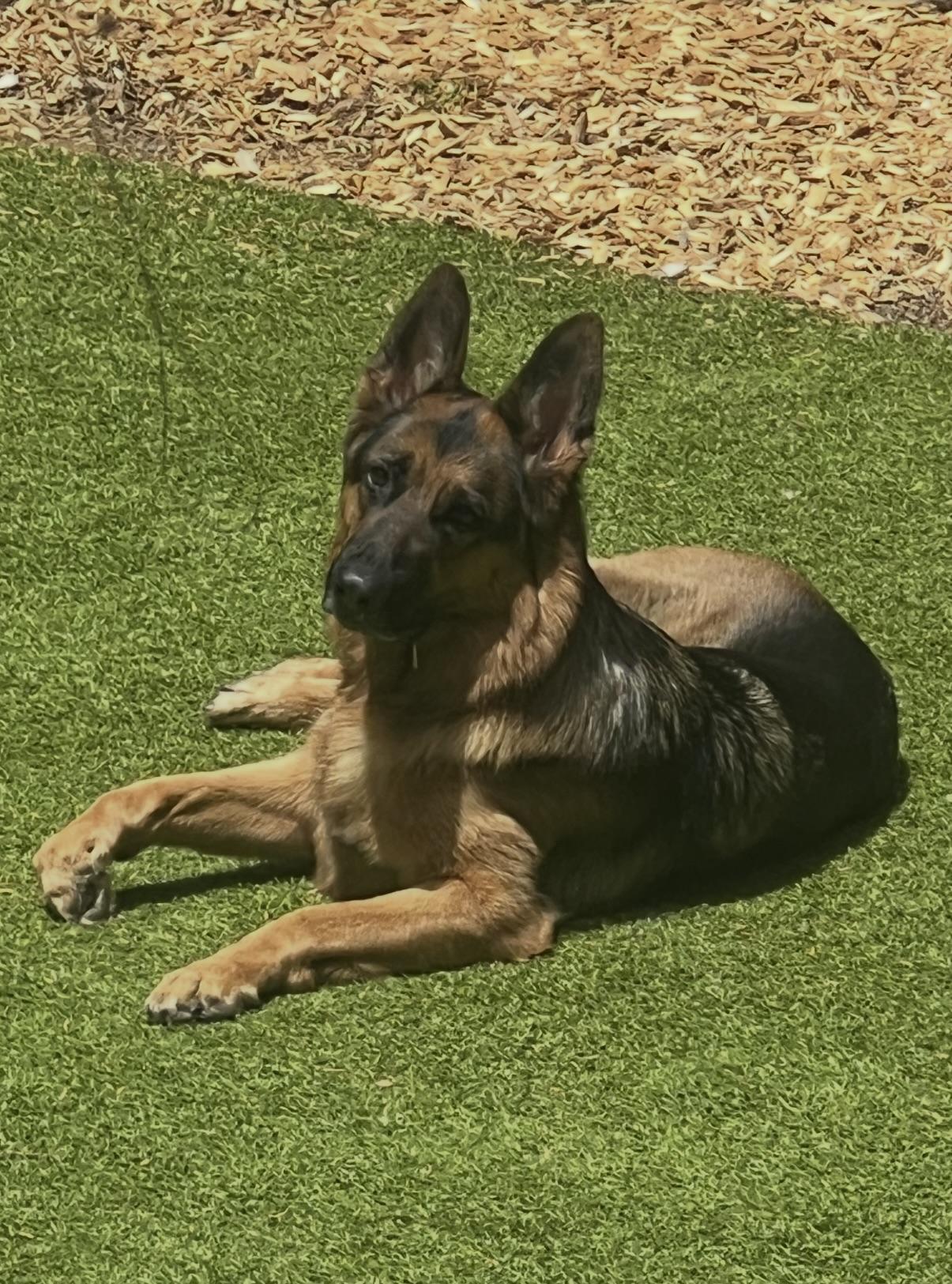 Enlarge Sokah, a Adopted German Shepherd Dog in Vancouver, WA image 4/6