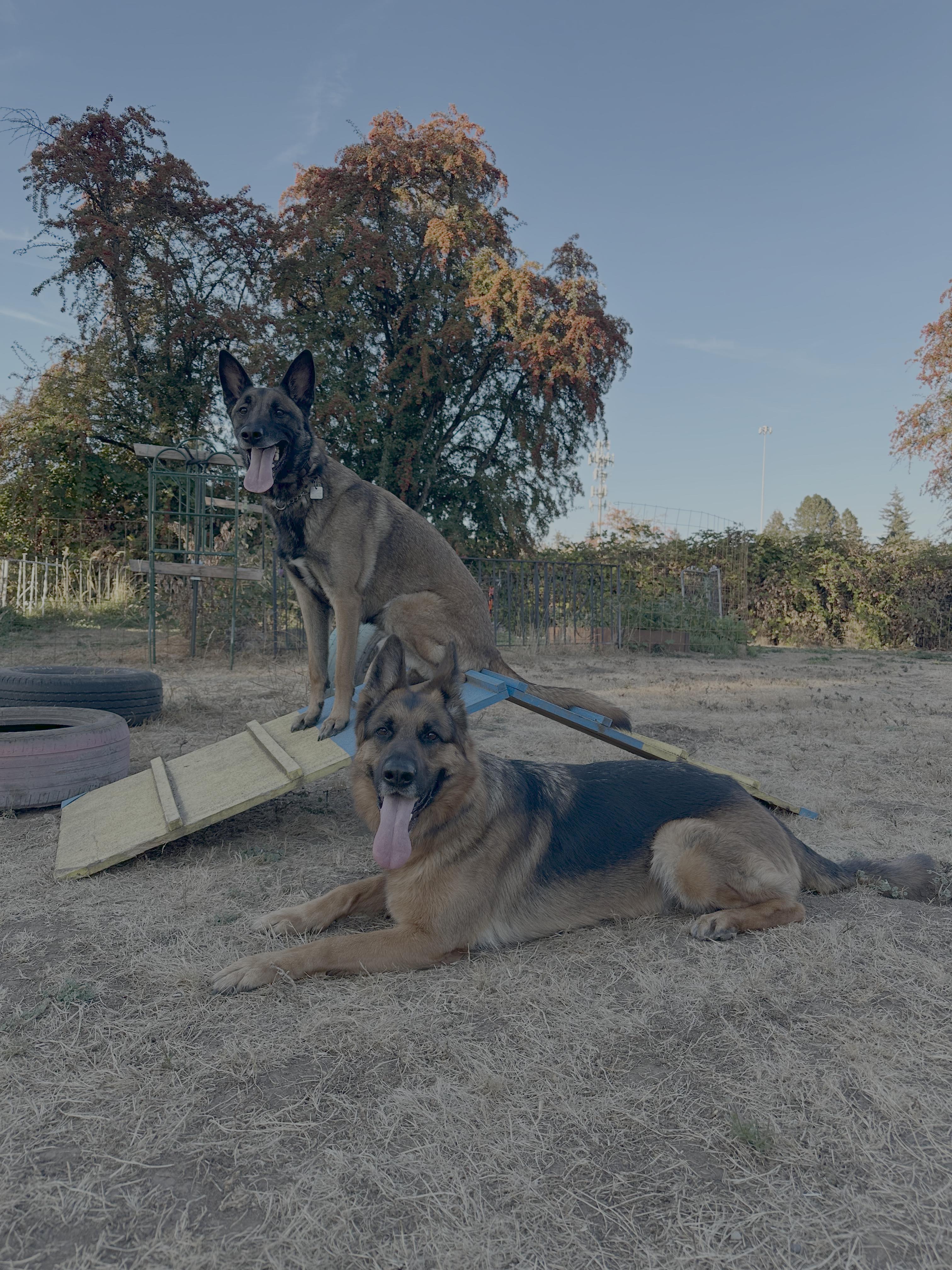 Enlarge Sokah, a Adopted German Shepherd Dog in Vancouver, WA image 5/6