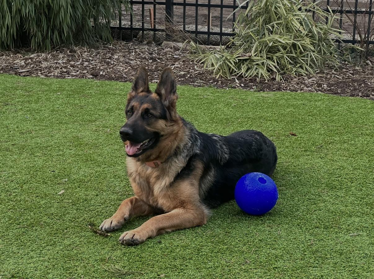Enlarge Sokah, a Adopted German Shepherd Dog in Vancouver, WA image 6/6