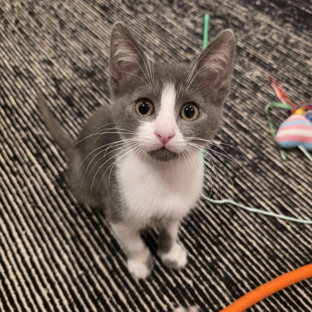 Bubble, Adoptable, Kitten Female Domestic Short Hair.