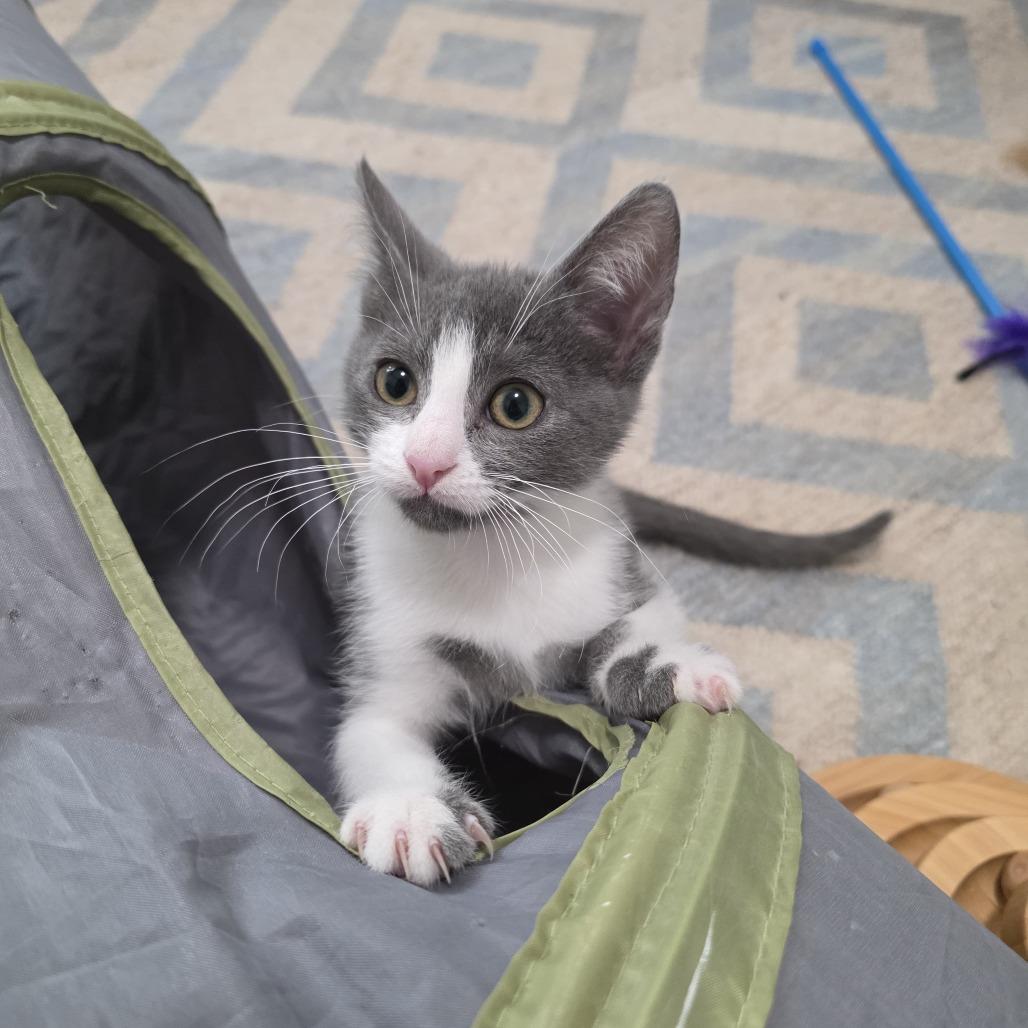 Enlarge Bubble, a Adoptable Domestic Short Hair in Oakland, CA image 3/6