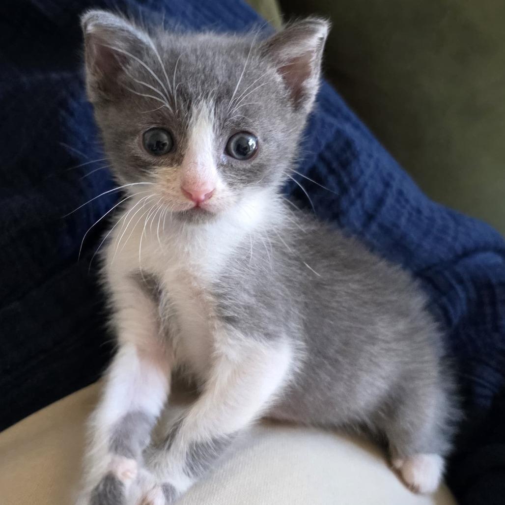 Enlarge Bubble, a Adoptable Domestic Short Hair in Oakland, CA image 6/6