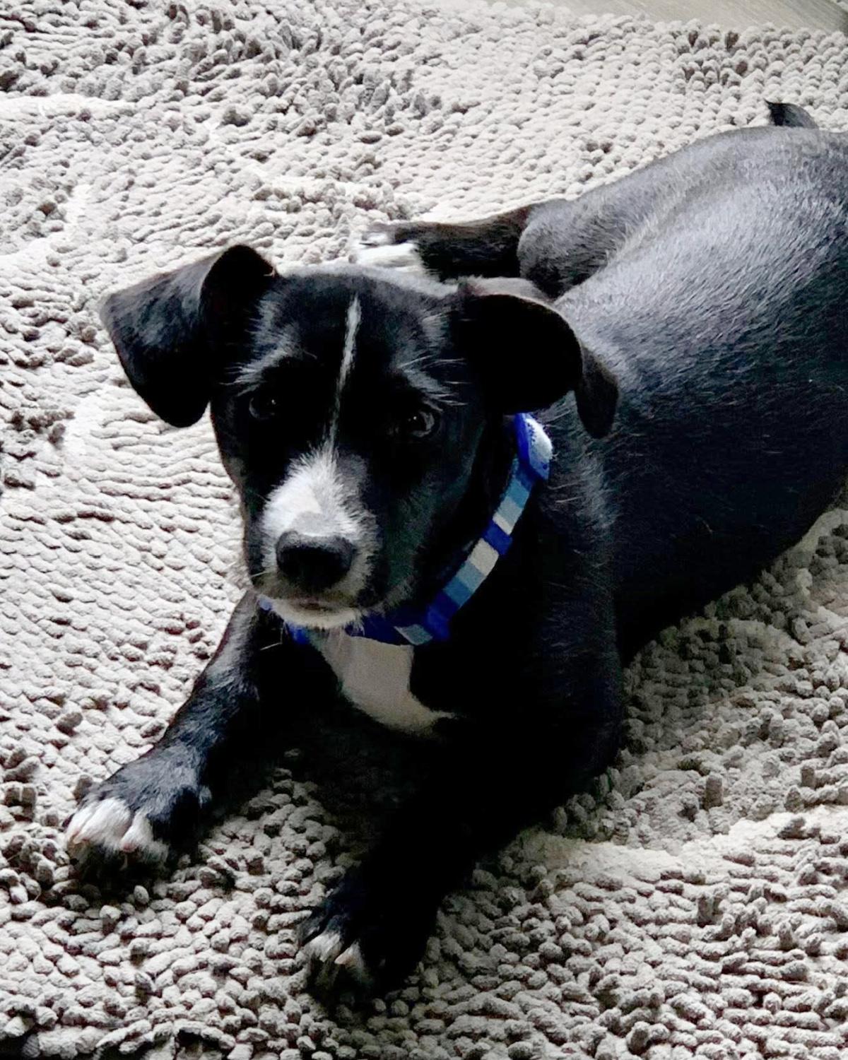 Enlarge Buddha, a ADOPTABLE mixed breed in Frisco, TX image 3/4