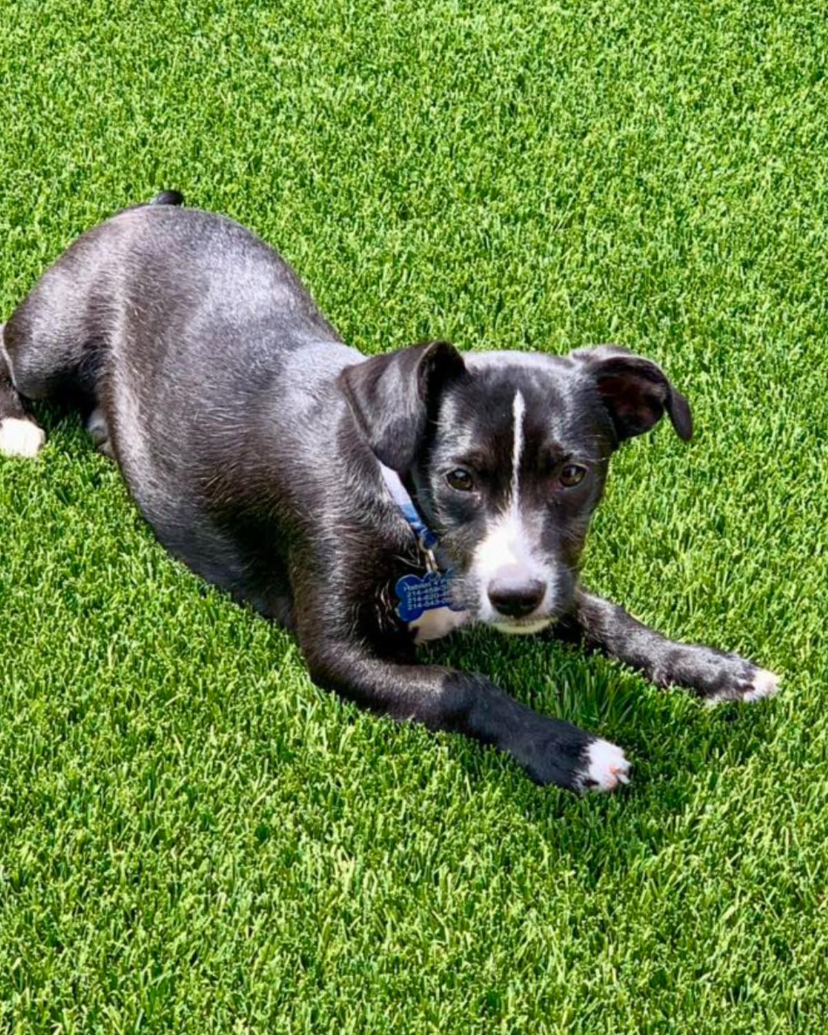 Enlarge Buddha, a ADOPTABLE mixed breed in Frisco, TX image 1/4