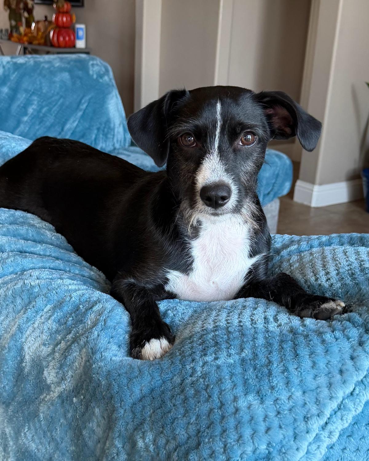 Buddha, Adoptable, Young Male Terrier & Chihuahua.