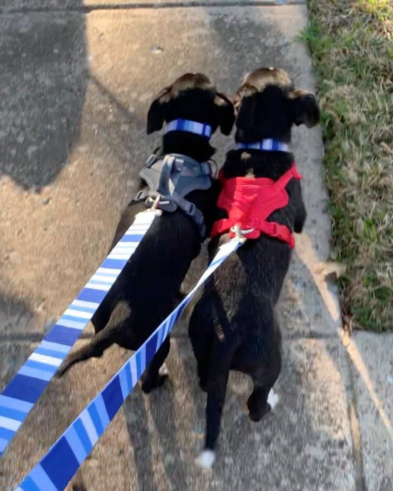 Enlarge Buddha, a ADOPTABLE mixed breed in Frisco, TX image 4/4