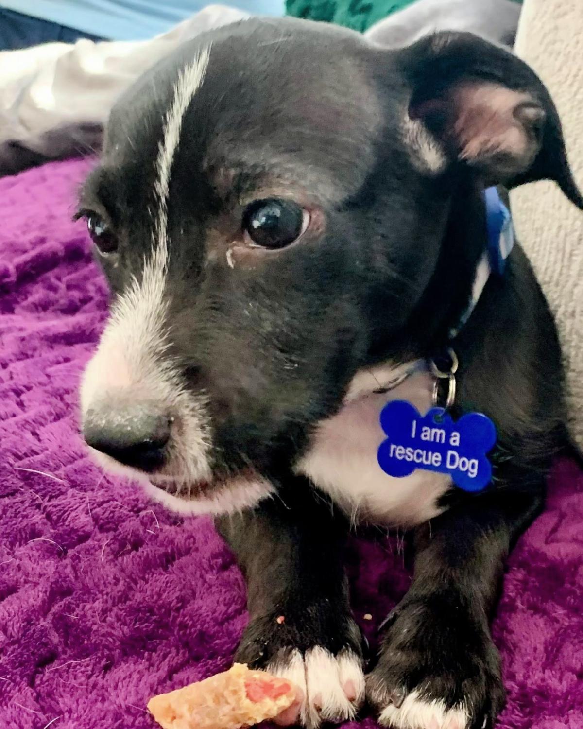 Enlarge Buddha, a ADOPTABLE mixed breed in Frisco, TX image 2/4