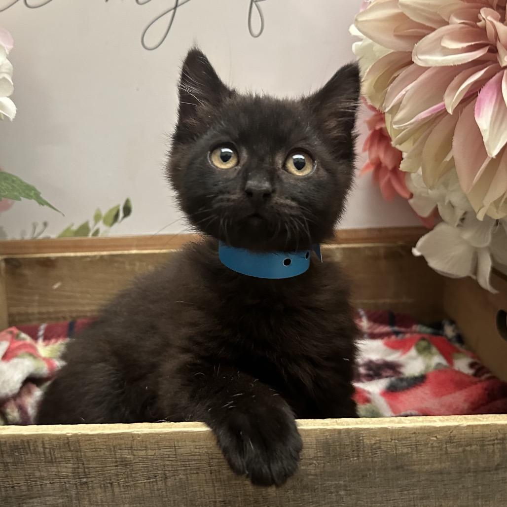 Enlarge Fender, a Adoptable Domestic Short Hair in Newberg, OR image 1/2