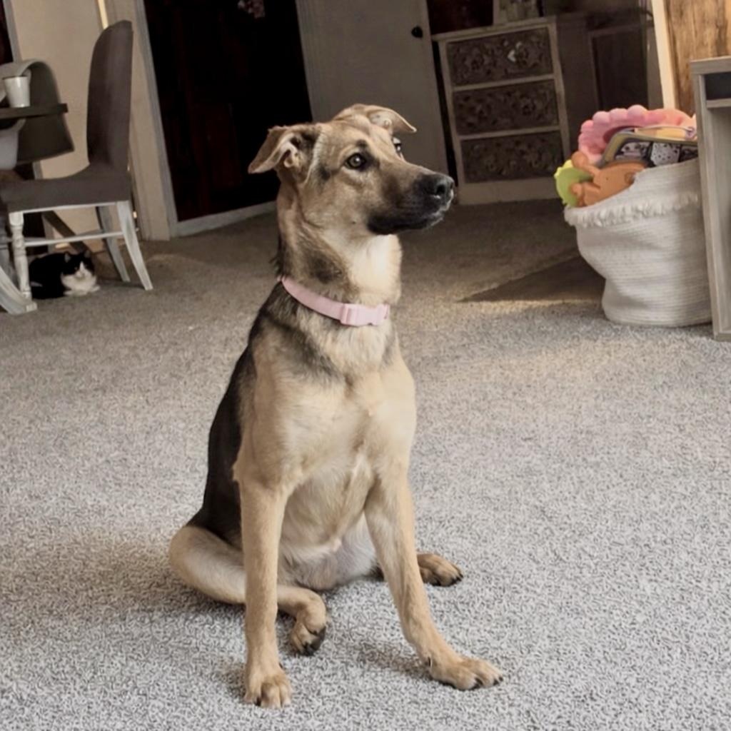 Shelby — thumbnail 6