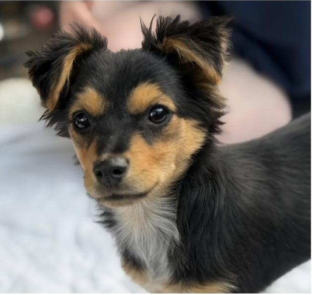 Rocky, adopted, Puppy Male Mixed Breed.