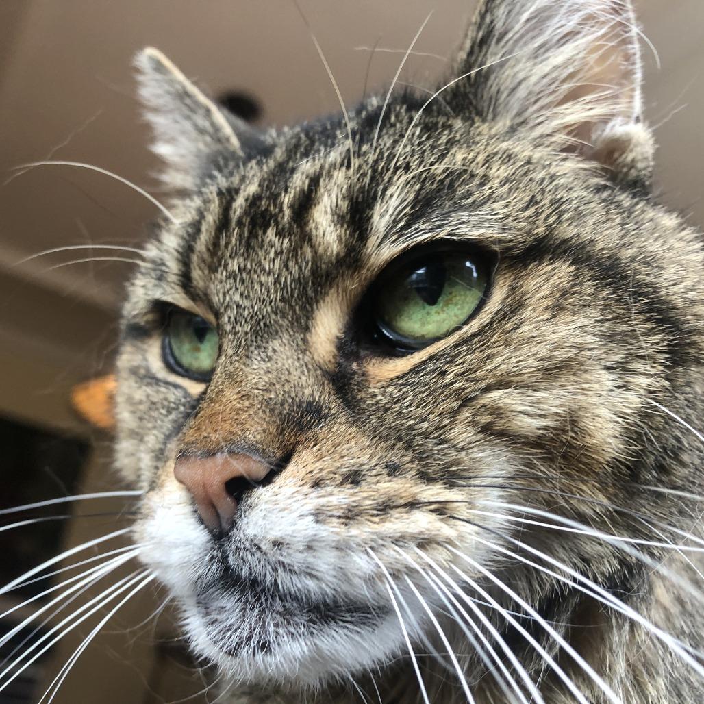 Cous Cous, Adoptable, Senior Female Domestic Short Hair.