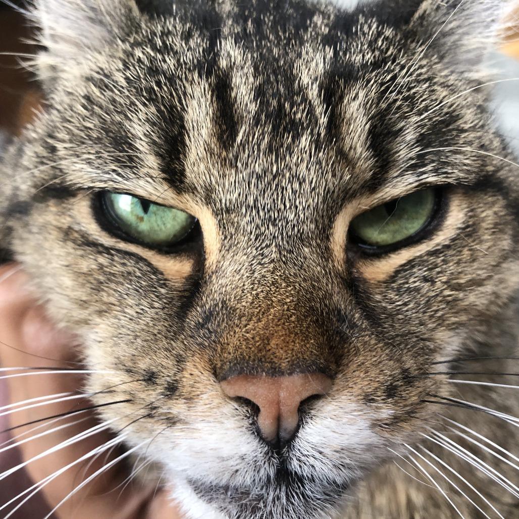 Enlarge Cous Cous, a Adoptable Domestic Short Hair in Chicago, IL image 2/6