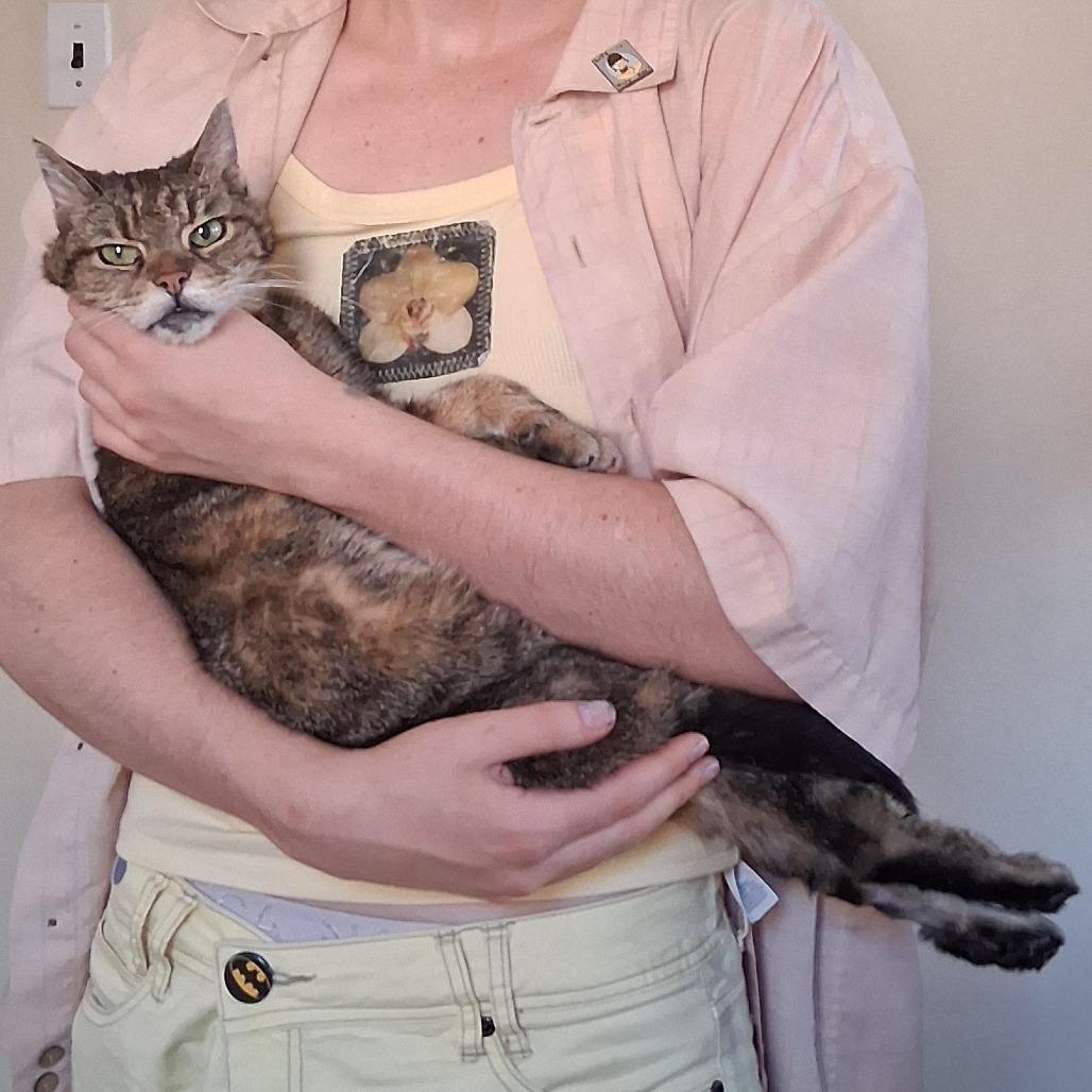 Enlarge Cous Cous, a Adoptable Domestic Short Hair in Chicago, IL image 3/6