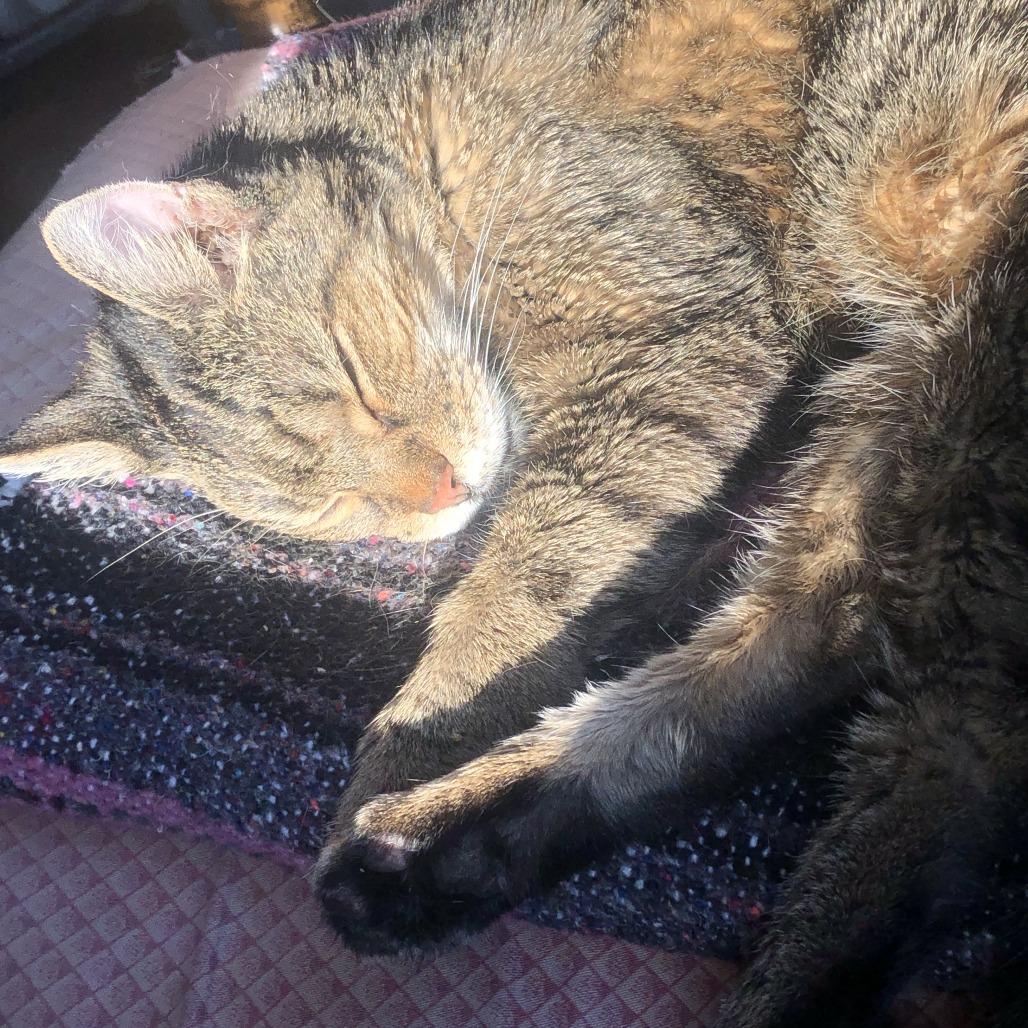 Enlarge Cous Cous, a Adoptable Domestic Short Hair in Chicago, IL image 4/6