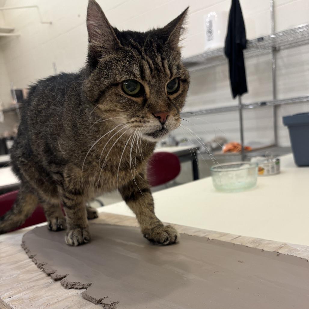 Enlarge Cous Cous, a Adoptable Domestic Short Hair in Chicago, IL image 5/6