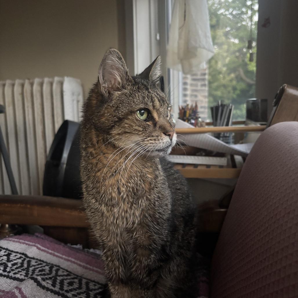 Enlarge Cous Cous, a Adoptable Domestic Short Hair in Chicago, IL image 6/6