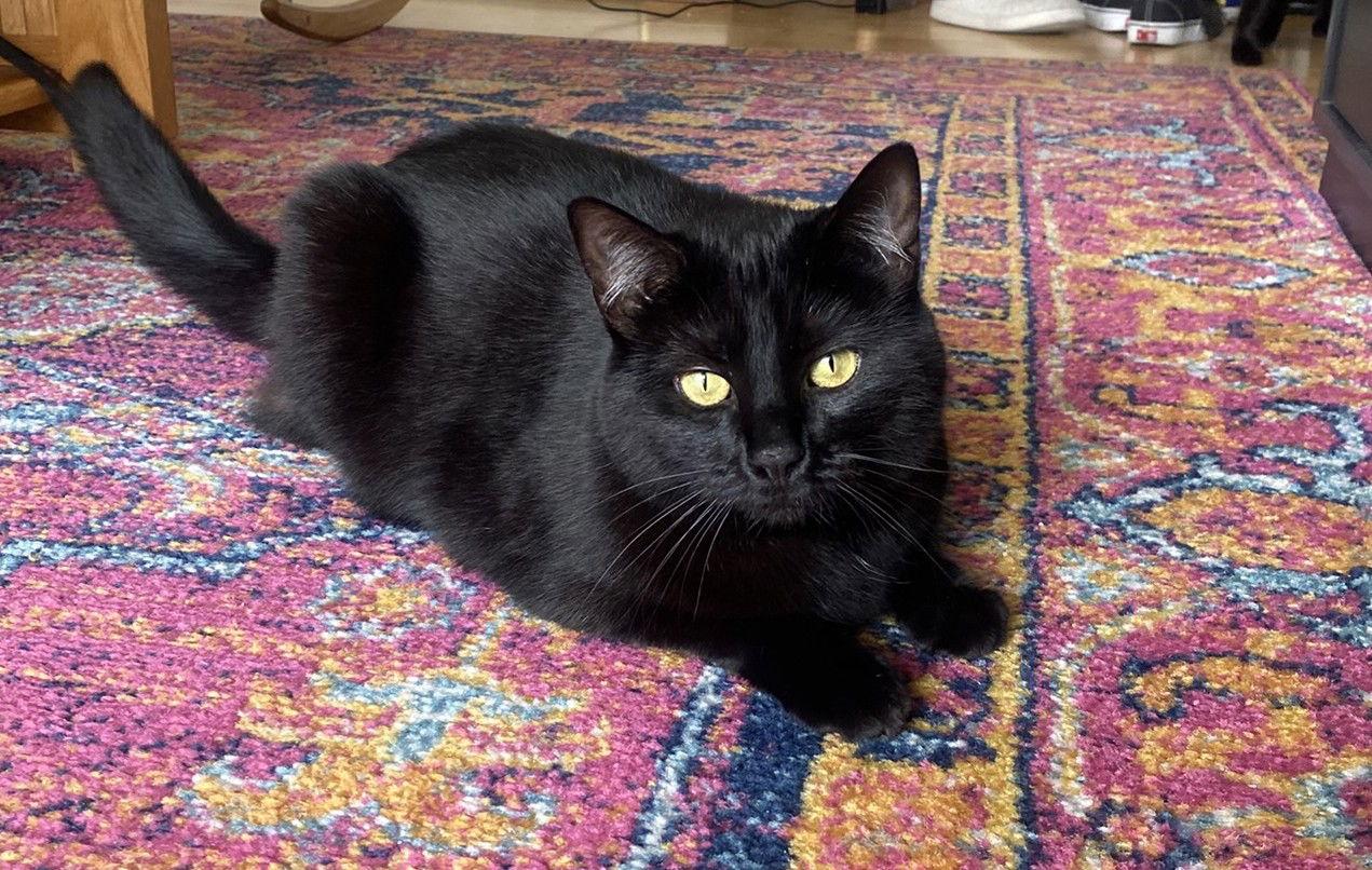 Breezy (bonded with Moxie), Adoptable, Adult Female Domestic Short Hair.