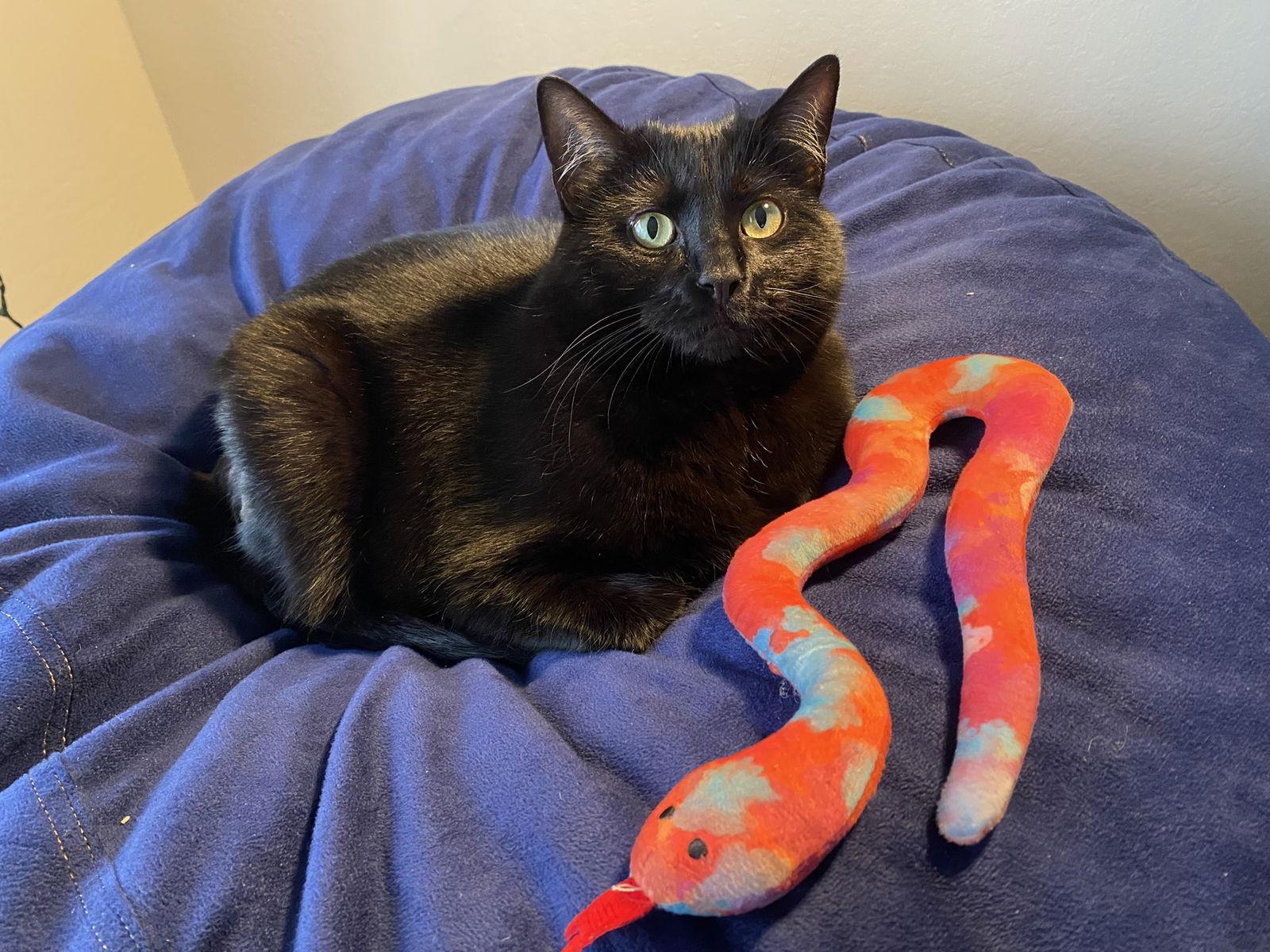 Breezy (bonded with Moxie), a Adoptable Domestic Short Hair in Oakland, CA image 2/3