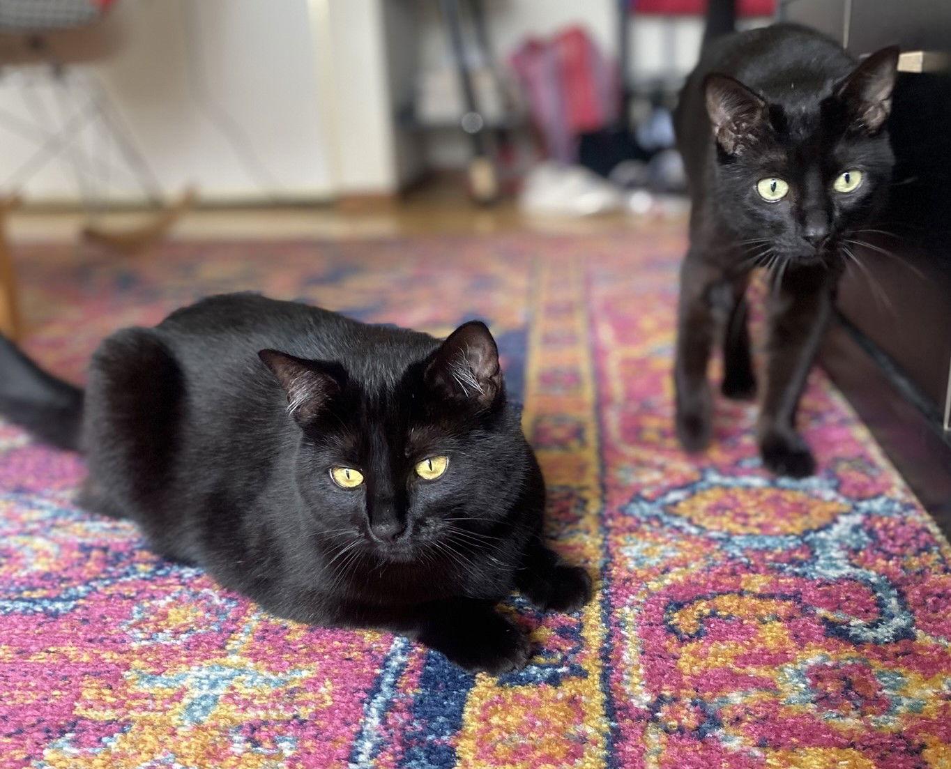 Breezy (bonded with Moxie), a Adoptable Domestic Short Hair in Oakland, CA image 3/3