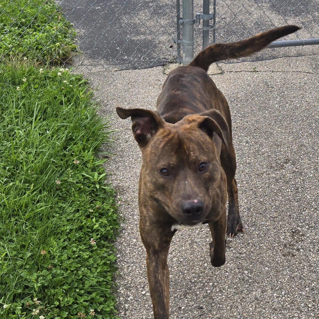 Enlarge Maximus, a ADOPTABLE American Staffordshire Terrier in Xenia , OH image 2/6