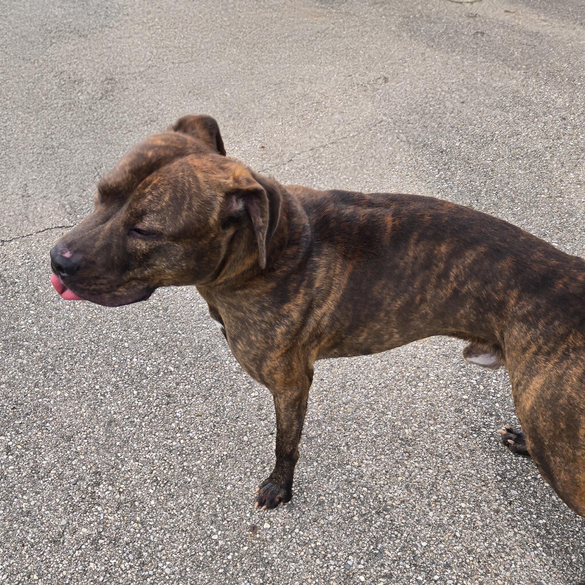 Enlarge Maximus, a ADOPTABLE American Staffordshire Terrier in Xenia , OH image 3/6