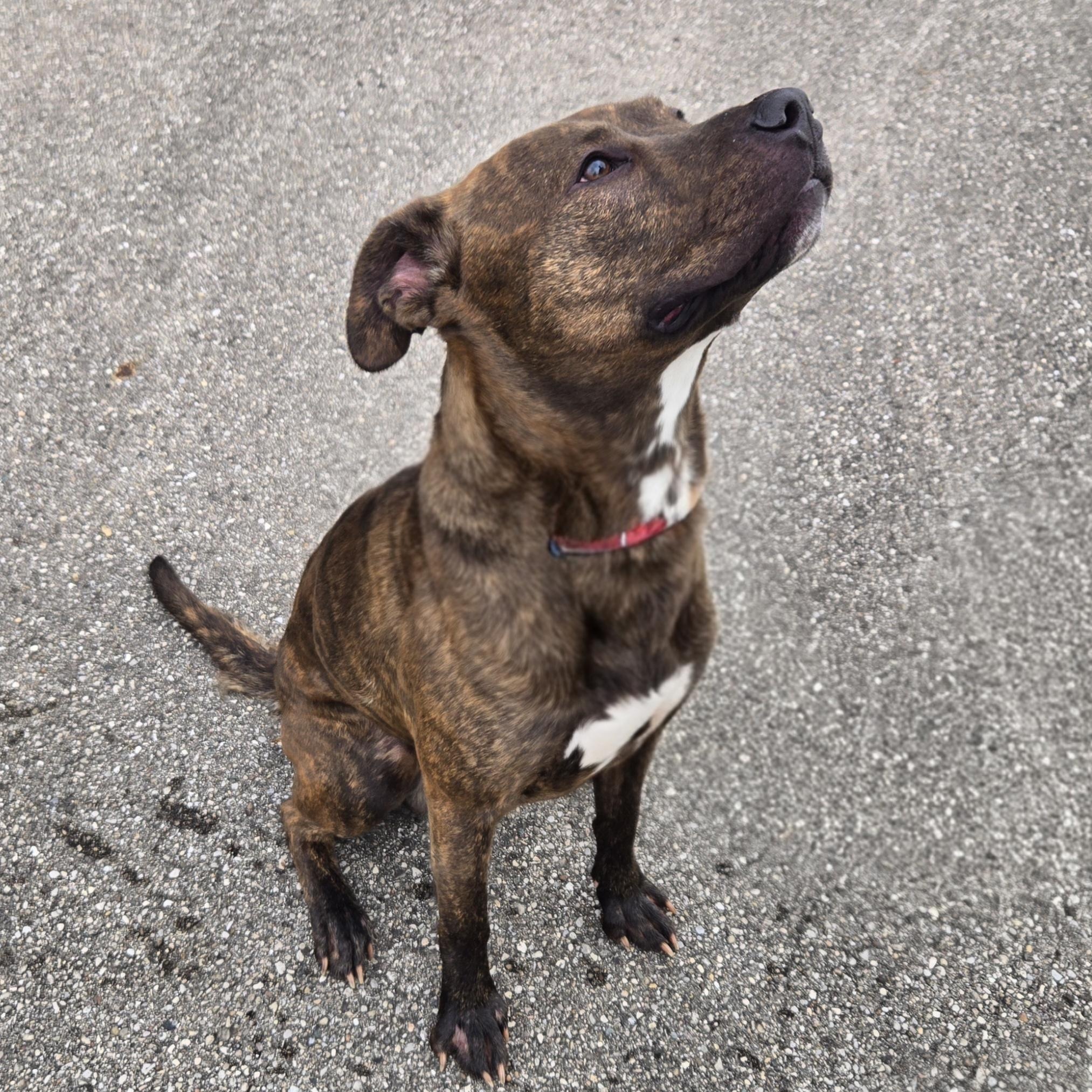 Enlarge Maximus, a ADOPTABLE American Staffordshire Terrier in Xenia , OH image 5/6