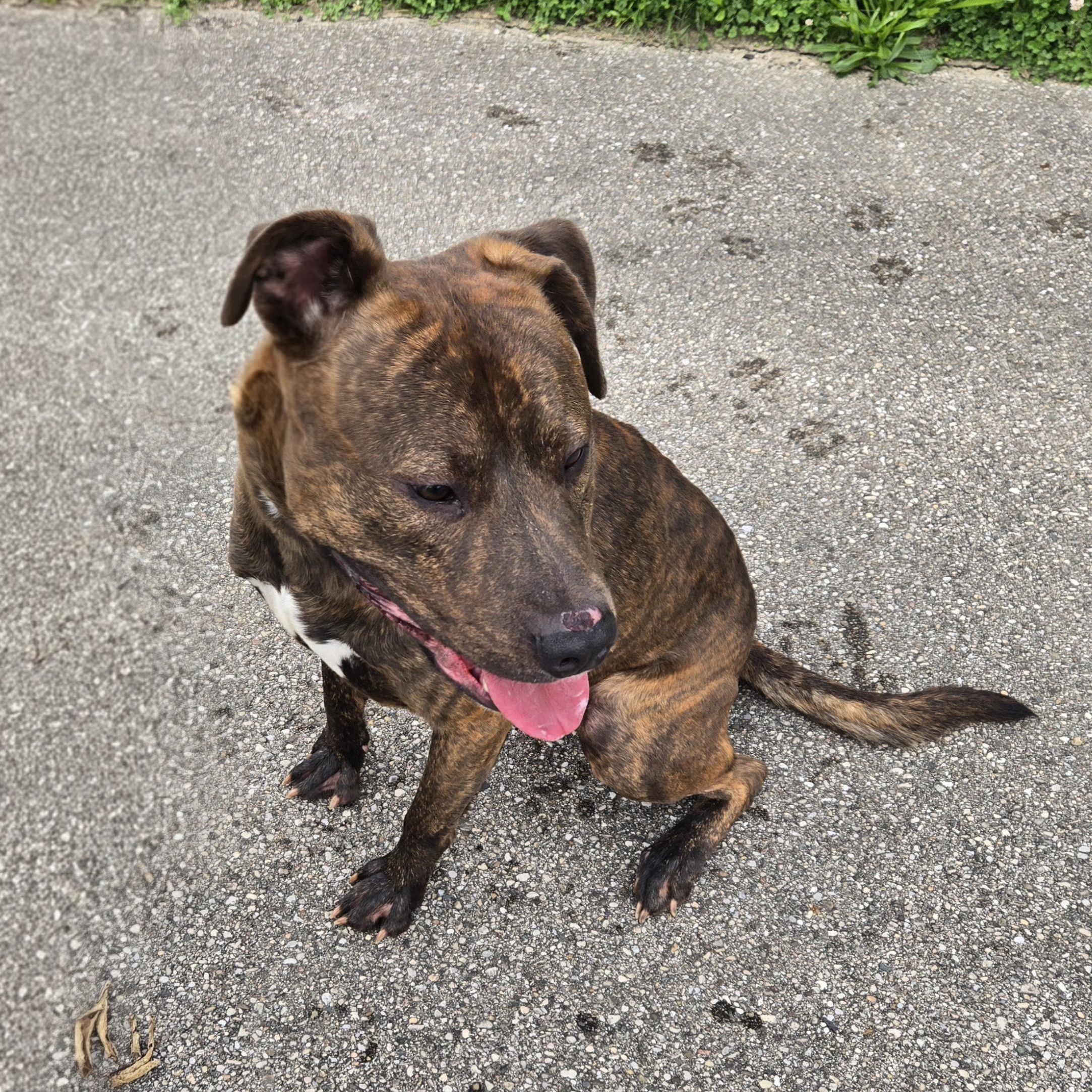 Enlarge Maximus, a ADOPTABLE American Staffordshire Terrier in Xenia , OH image 6/6